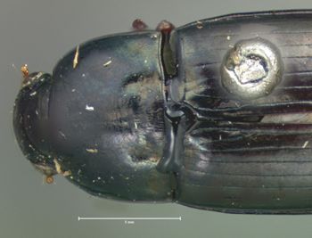 Media type: image;   Entomology 25670 Aspect: pronotum dorsal